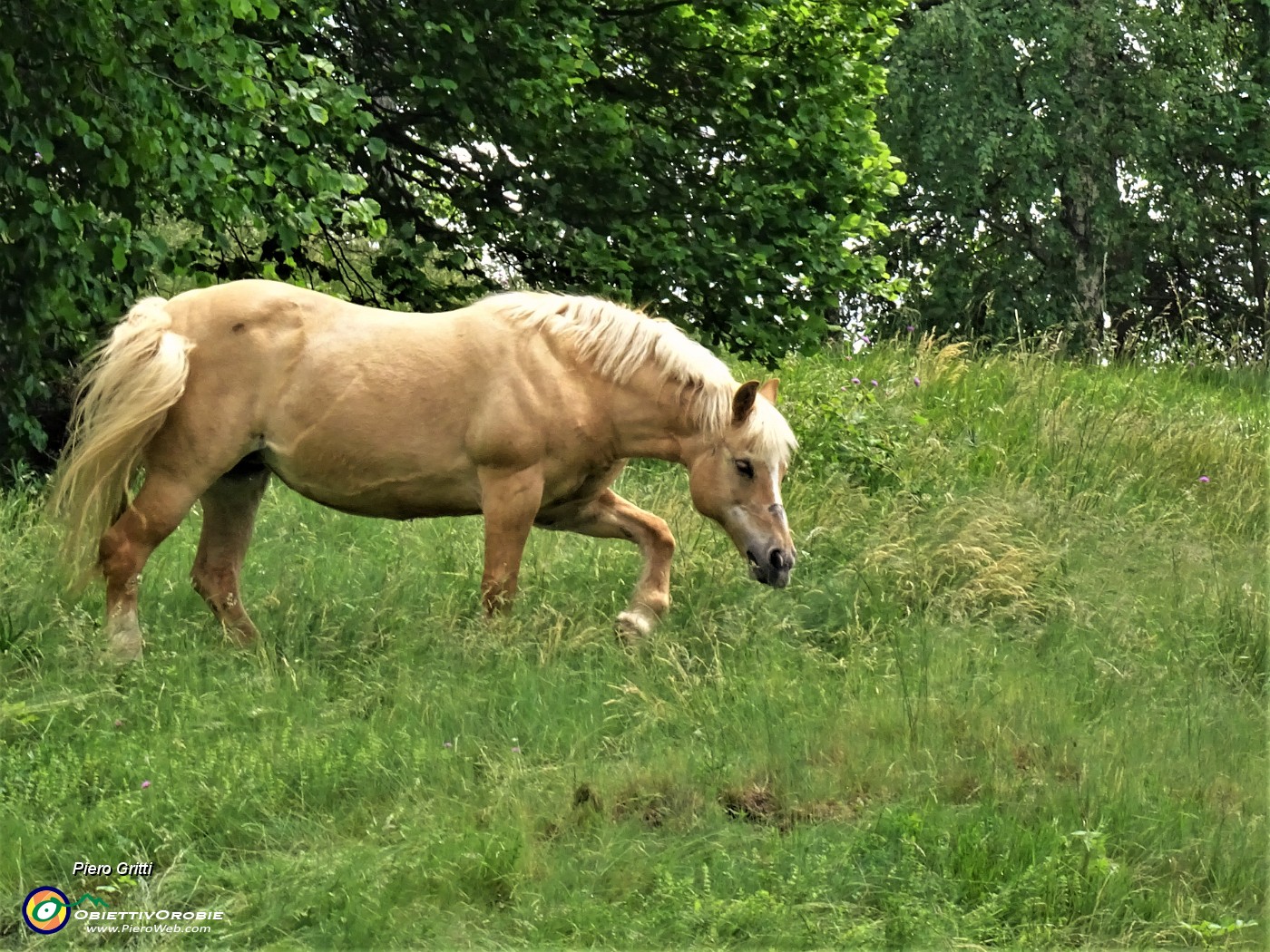 73 Cavallo al pascolo.JPG